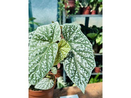 BEGONIE SNOWCAP