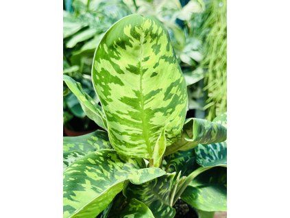 HOMALOMENA CAMOUFLAGE