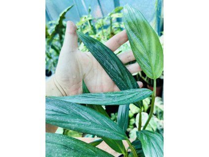 EPIPREMNUM AMPLISSIMUM SILVER STRIPE