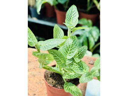 FITTONIA ALBIVENIS