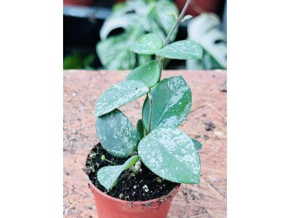 HOYA MATHILDE SPLASH