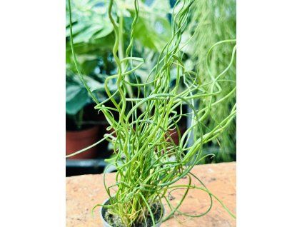 JUNCUS EFFUSUS SPIRALIS