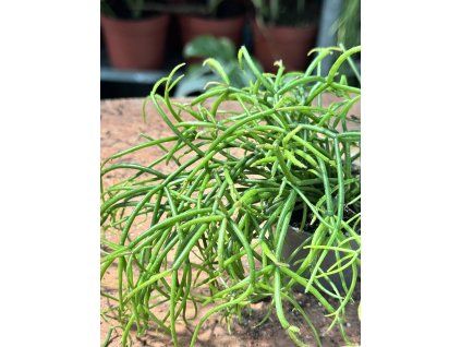 RHIPSALIS CASSUTHA