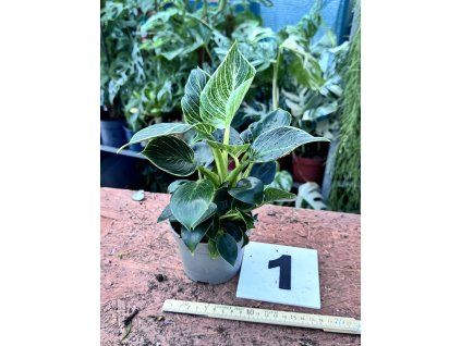 PHILODENDRON WHITE BIRKIN