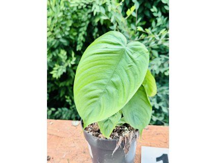 PHILODENDRON TENUE