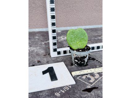 HOYA KERRI
