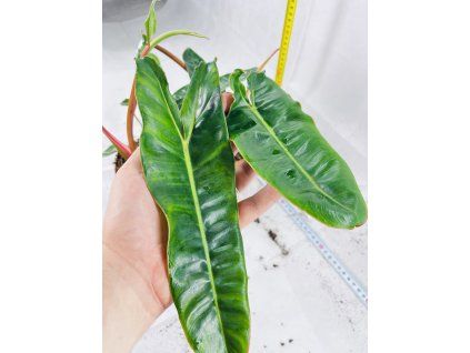 PHILODENDRON BILLIETIAE