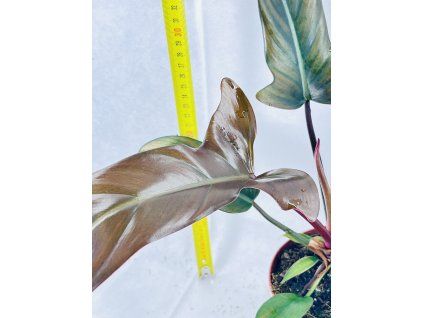PHILODENDRON FLORIDA BRONZE