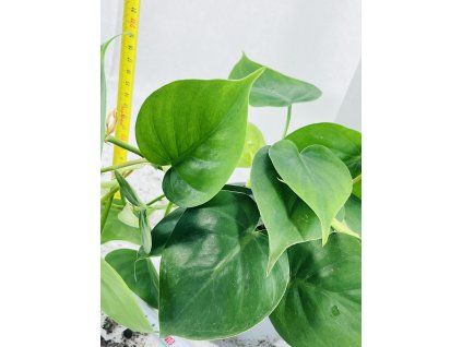 PHILODENDRON SCANDENS