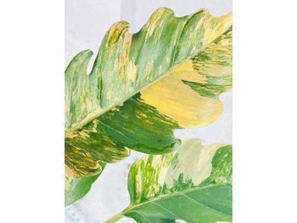 PHILODENDRON CARAMEL MARBLE