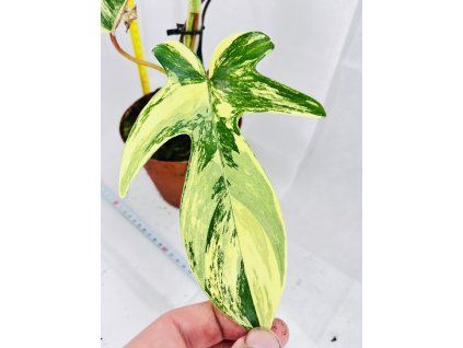 PHILODENDRON FLORIDA BEAUTY