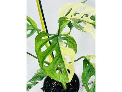 MONSTERA ADANSONII VARIEGATED