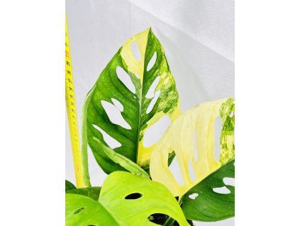 MONSTERA ADANSONII AUREA VARIEGATED