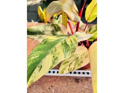 PHILODENDRON STRAWBERRY SHAKE