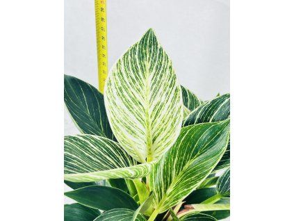 PHILODENDRON WHITE BIRKIN