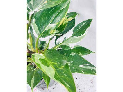 PHILODENDRON WHITE PRINCESS