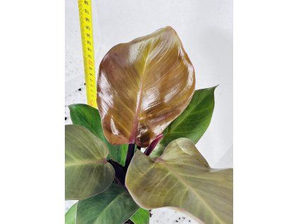 PHILODENDRON RED SUN