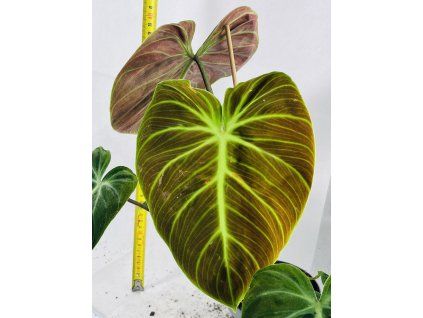 PHILODENDRON EL CHOCO RED