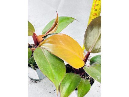 PHILODENDRON RED SUN MIMINKO