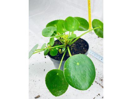 PILEA PEPEROMIODES