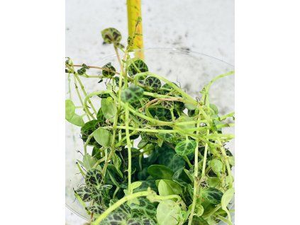 PEPEROMIA PROSTATA
