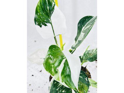 PHILODENDRON WHITE WIZARD