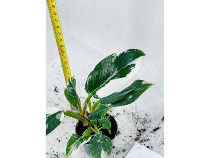PHILODENDRON WHITE PRINCESS