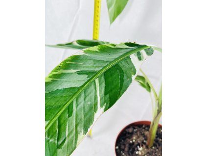 MUSA FLORIDA VARIEGATED