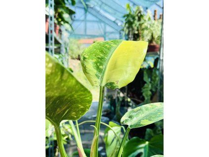 PHILODENDRON GREEN CONGO VARIEGATED