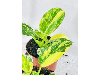 PHILODENDRON GREEN CONGO