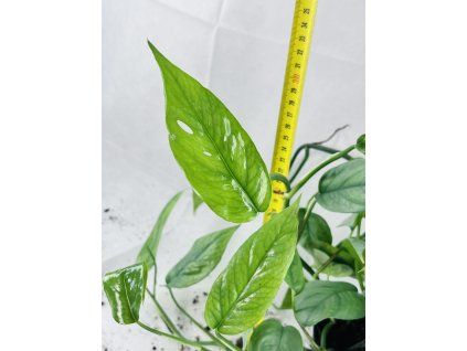 EPIPREMNUM CEBU BLUE