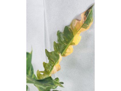 PHILODENDRON RING OF FIRE