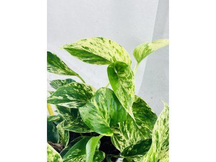 EPIPREMNUM PINNATUM MARBLE QUEEN