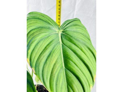 PHILODENDRON MCDOWELL