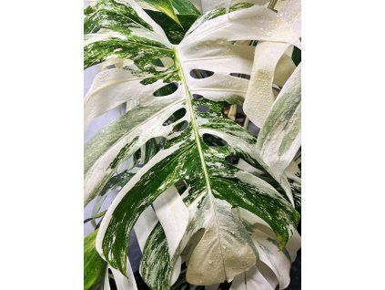 MONSTERA ALBO VARIEGATED