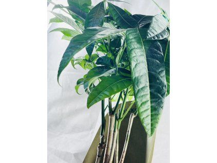 PACHIRA AQUATICA