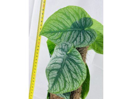 MONSTERA DUBIA