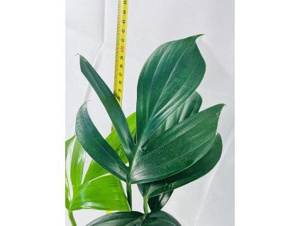 RHAPHIDOPHORA DECURSIVA