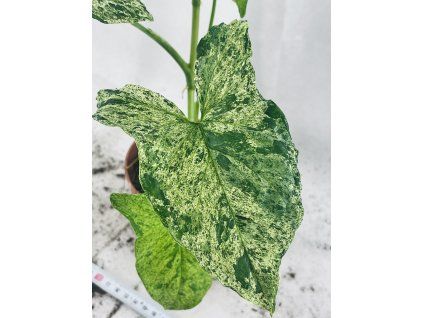 SYNGONIUM MOTTLED