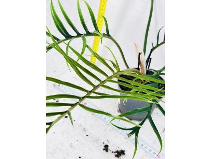 PHILODENDRON TORTUM