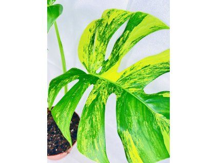 MONSTERA DELICIOSA AUREA