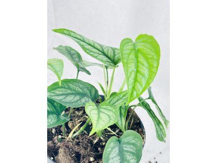 MONSTERA SILTEPECANA