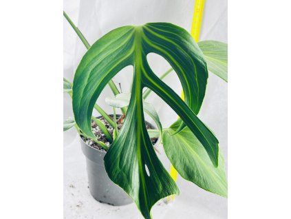 MONSTERA BURLE MARX FLAME