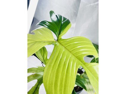 PHILODENDRON FLORIDA GHOST