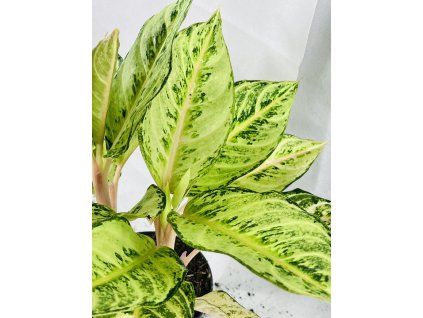 AGLAONEMA CHATREUSE PRETTY