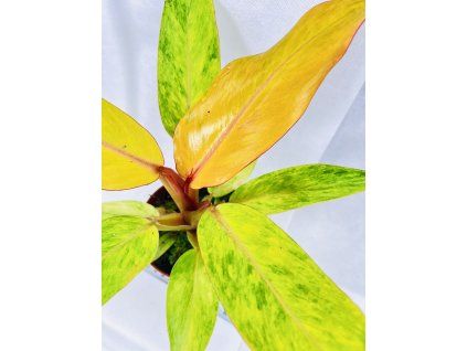 PHILODENDRON ORANGE MARMELADE