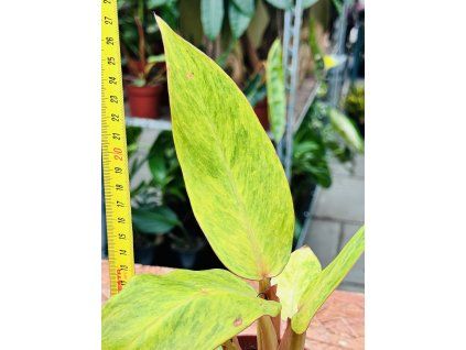 PHILODENDRON ORANGE MARMELADE
