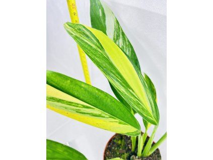 EPIPREMNUM AMPLISSIMUM AUREA VAR.