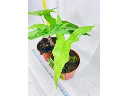 ALOCASIA BAT WING
