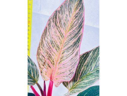 PHILODENDRON PINK BIRKIN